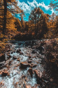 Colorful in autumn forest and snow mountain at Yading nature reserve, The last Shangri la