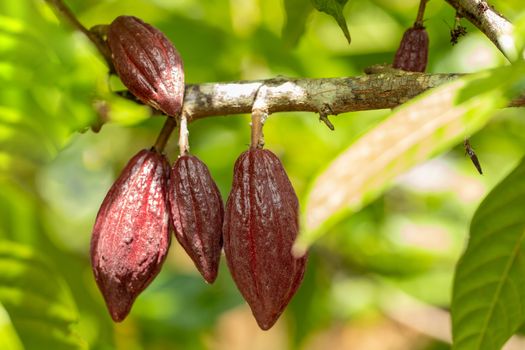 Cacao Tree (Theobroma cacao). Organic cocoa fruit pods in nature.