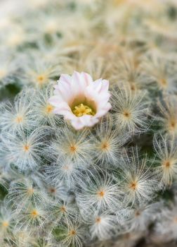 Pink flower of cactus Mammillaria