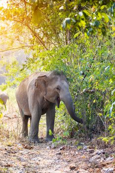 Asian Elephant in a nature at deep forest in Thailand