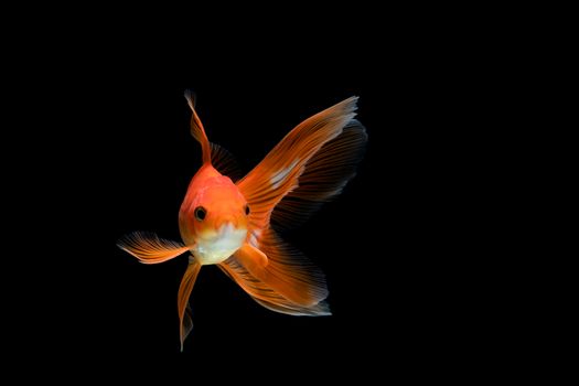 goldfish isolated on a dark black background