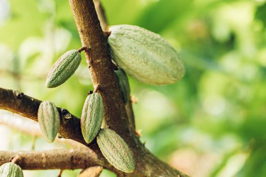 Cacao Tree (Theobroma cacao). Organic cocoa fruit pods in nature.