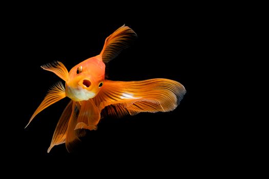 goldfish isolated on a dark black background