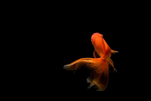 goldfish isolated on a dark black background