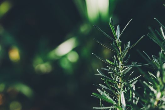 Fresh Rosemary Herb grow outdoor. Rosemary leaves Close-up.