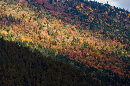 Colorful in autumn forest and snow mountain at Yading nature reserve, The last Shangri la