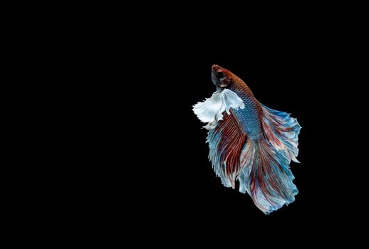 Betta fish, siamese fighting fish, betta splendens isolated on black background