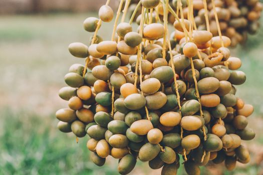 Dates palm branches with ripe dates