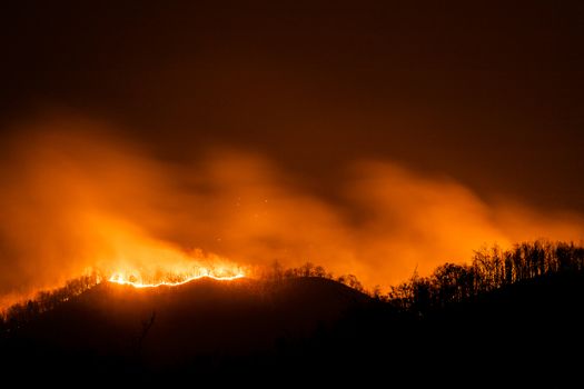 Forest fire burning trees at night.