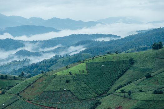 Terraced Rice Field in Chiangmai Thailand