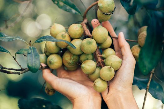 Macadamia nuts ready for harvesting