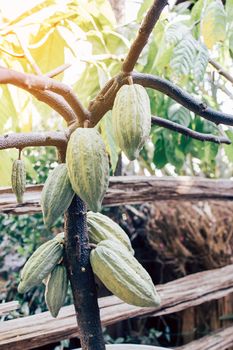 Cacao Tree (Theobroma cacao). Organic cocoa fruit pods in nature.