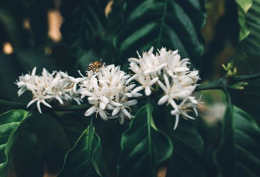 Coffee Flower Blooming On Tree