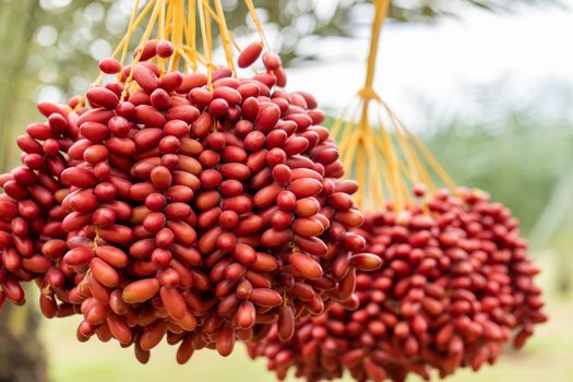 Dates palm branches with ripe dates