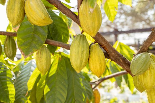 Cacao Tree (Theobroma cacao). Organic cocoa fruit pods in nature.