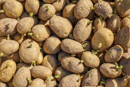 potato tubers with sprouts cooked for planting, close-up