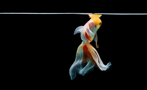 goldfish isolated on a dark black background