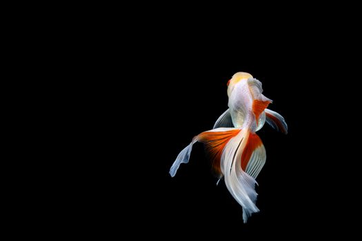 goldfish isolated on a dark black background