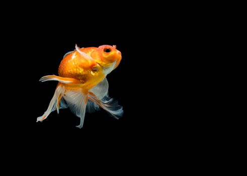 goldfish isolated on a dark black background