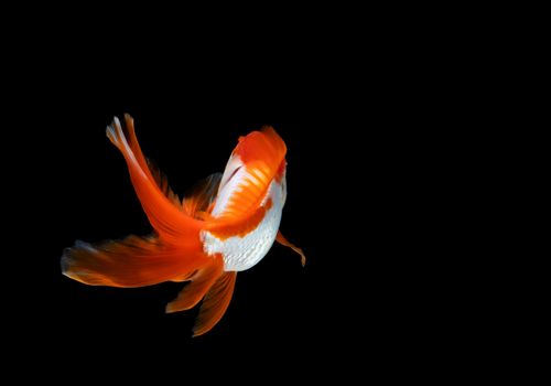 goldfish isolated on a dark black background