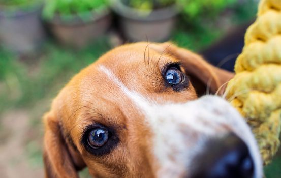 Puppy dog ripping ball apart Beagle dog purebred