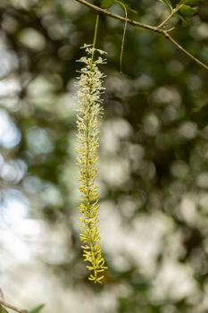 Macadamia nuts ready for harvesting