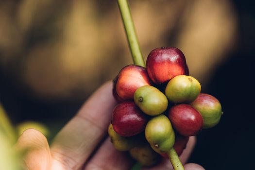 Coffee beans ripening on tree in North of thailand