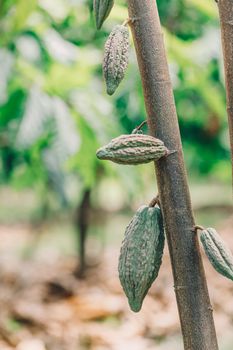 Cacao Tree (Theobroma cacao). Organic cocoa fruit pods in nature.