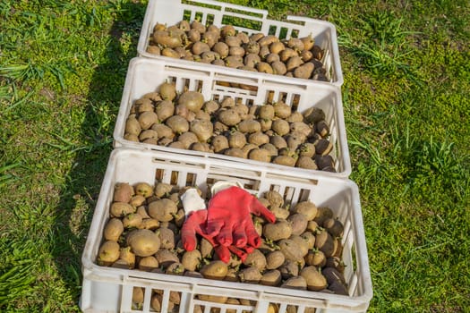 potatoes cooked for planting in white plastic boxes