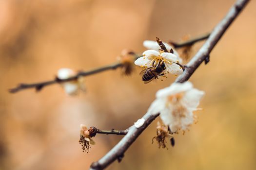 Plum Blossom Bloom Tree White