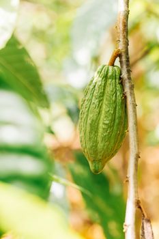 Cacao Tree (Theobroma cacao). Organic cocoa fruit pods in nature.