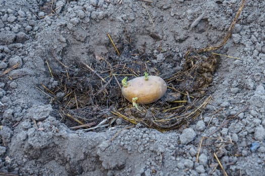 potato tuber in the well with fertilizer prepared for planting