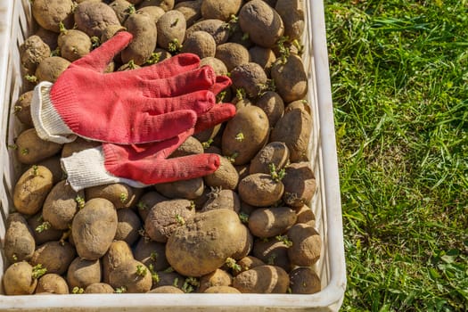 potatoes cooked for planting in white plastic box