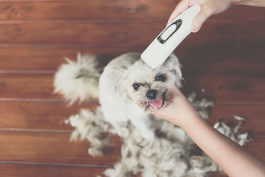 Grooming and haircut the dog fur of beige dog so cute mixed breed with Shih-Tzu, Pomeranian and Poodle by human with dog clipper