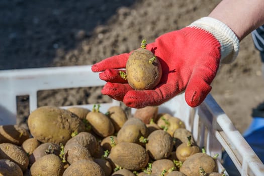 potato tubers with sprouts before planting in a plastic box, one tuber in the palm