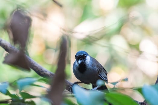 Bird (Black-throated Laughingthrush, Garrulax chinensis, Pterorhinus chinensis) is a species of bird in the family Leiothrichidae. It is found in asia perched on a tree in a nature wild