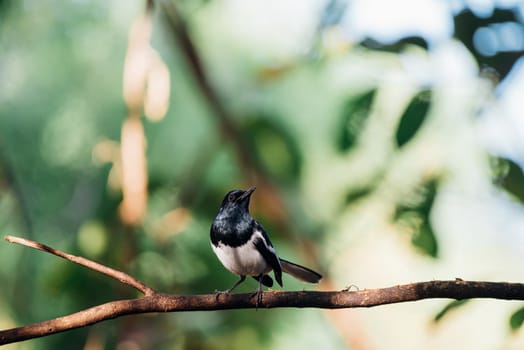 Bird (Oriental magpie-robin or Copsychus saularis) male black and white color perched on a tree in a nature wild