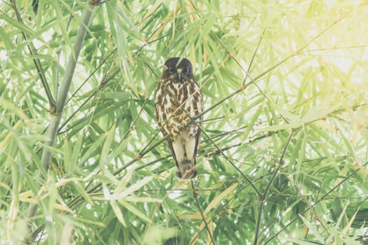 Bird (Northern Boobook, Ninox japonica) is a species of bird in the true owl family. It was split from the brown hawk-owl perched on a tree in a nature wild