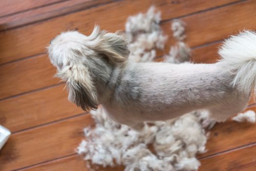 Grooming and haircut the dog fur of beige dog so cute mixed breed with Shih-Tzu, Pomeranian and Poodle by human with dog clipper