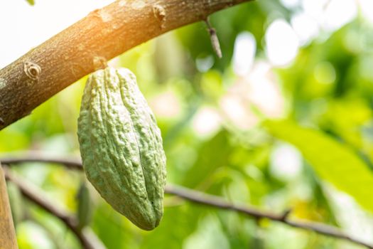 Cacao Tree (Theobroma cacao). Organic cocoa fruit pods in nature.