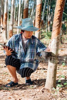 Asian woman smart farmer agriculturist happy at a rubber tree plantation with Rubber tree in row natural latex is a agriculture harvesting natural rubber in white milk color for industry in Thailand