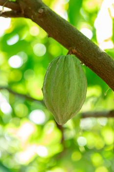 Cacao Tree (Theobroma cacao). Organic cocoa fruit pods in nature.