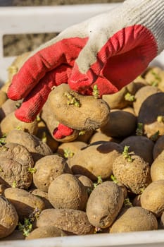 potato tubers with sprouts before planting in a plastic box, one tuber in the palm