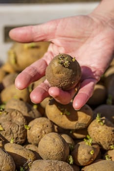 potato tubers with sprouts before planting in a plastic box, one tuber in the palm