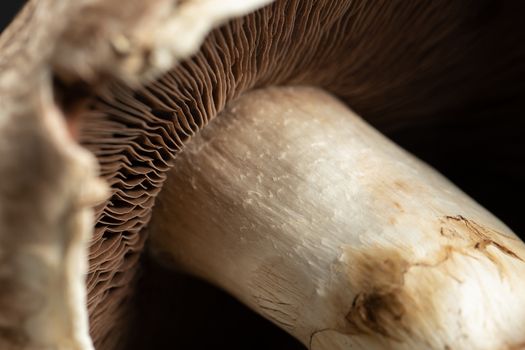 Fresh Portobello Mushroom on wooden board