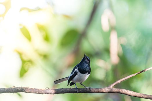 Bird (Oriental magpie-robin or Copsychus saularis) male black and white color perched on a tree in a nature wild