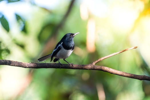 Bird (Oriental magpie-robin or Copsychus saularis) male black and white color perched on a tree in a nature wild