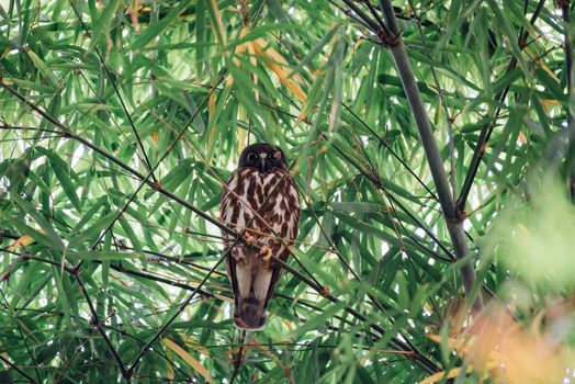 Bird (Northern Boobook, Ninox japonica) is a species of bird in the true owl family. It was split from the brown hawk-owl perched on a tree in a nature wild