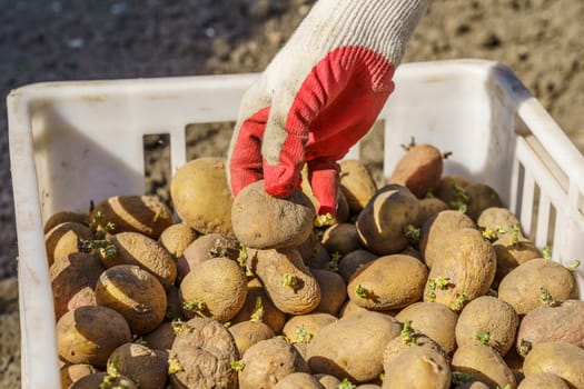 potato tubers with sprouts before planting in a plastic box, one tuber in the palm