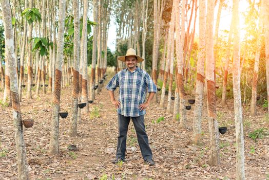 Asian man farmer agriculturist happy at a rubber tree plantation with Rubber tree in row natural latex is a agriculture harvesting natural rubber in white milk color for industry in Thailand